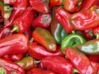 Paprika 18