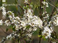 Schlehe Blüte 3