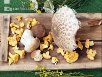 Waldpilze 3