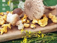 Waldpilze 4