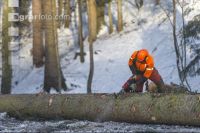 Baum ausasten 15