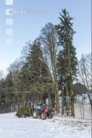 Fichte fällen 2