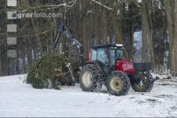 Wood for wood chips 1
