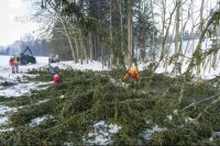 Baum ausasten 10