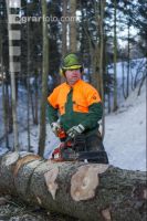 Baum ausasten 14