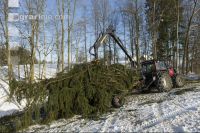 Wood for wood chips 2