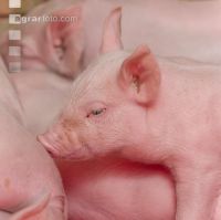Ferkel 58
