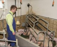 Ferkel säugen 68
