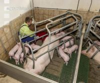 Ferkel säugen 69