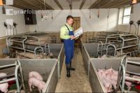 Managing mother sows