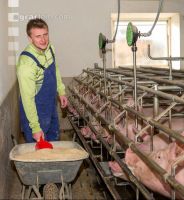 Fütterung Zuchtsauen 1