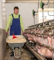 Fütterung Zuchtsauen 2