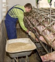 Fütterung Zuchtsauen 3