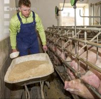 Fütterung Zuchtsauen 4