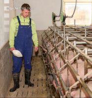 Fütterung Zuchtsauen 5