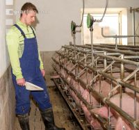 Fütterung Zuchtsauen 7