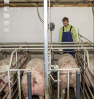 Fütterung Zuchtsauen 8