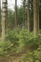 Fichten Naturverjüngung