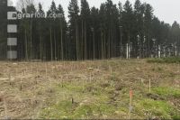 Eiche Aufforstung 3