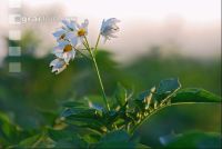 Kartoffel Blüte 9