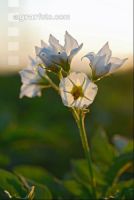 Kartoffel Blüte 1