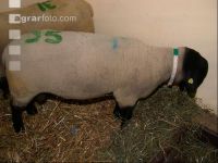 Suffolkbock 4