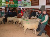 Merinoschaf 3