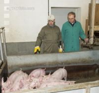 Ferkel Verladehalle 16