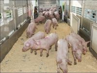 Ferkel verladen 14
