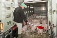 Ferkel verladen 13