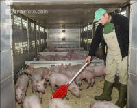 Ferkel verladen 12