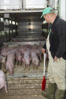 Ferkel verladen 11