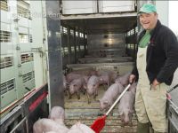 Ferkel verladen 10
