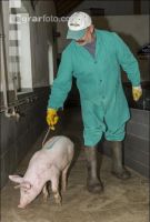 Ferkel Verladehalle 11
