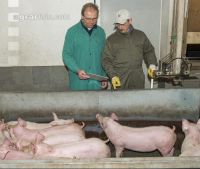 Ferkel Verladehalle 10