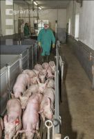 Ferkel Verladehalle 9