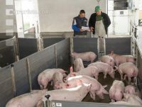 Ferkel Verladehalle 8