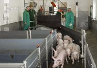 Ferkel Verladehalle 7