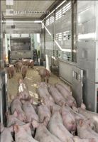 Ferkel verladen 9