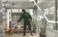 Ferkel verladen 8