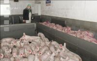 Ferkel Verladehalle 5