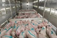 Ferkel verladen 16