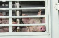 Ferkel Transport 9