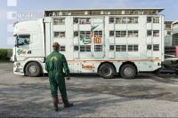Ferkel Transport 8