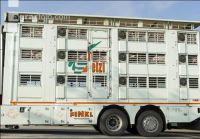 Ferkel Transport 7
