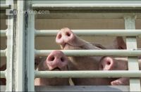 Ferkel Transport 4