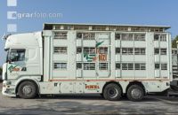 Ferkel Transport 3