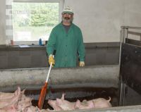 Ferkel Verladehalle 4