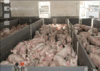 Ferkel Verladehalle 2