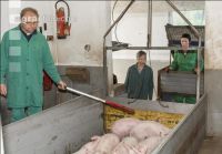Ferkel Verladehalle 1